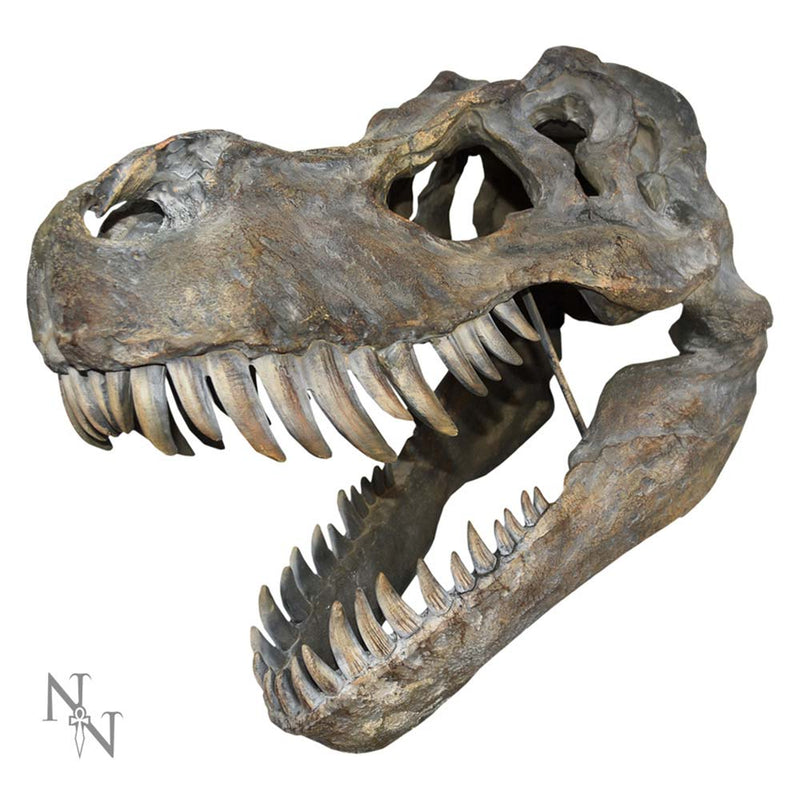 Tyrannosaurus Rex Large Dinsoaur Skull 51.5cm B/strap